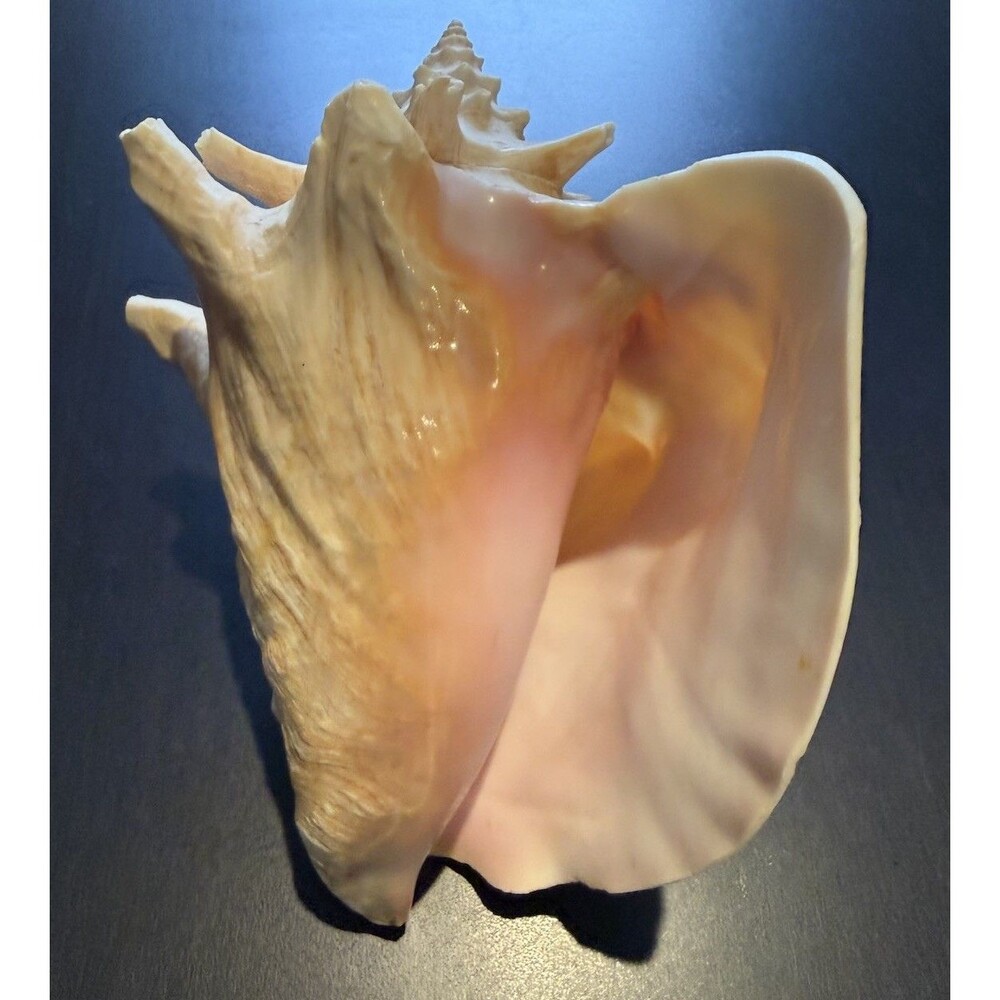 Bahamas Large Conch Seashell Vintage Ocean Decor Big Decorative Beach Sea Shell